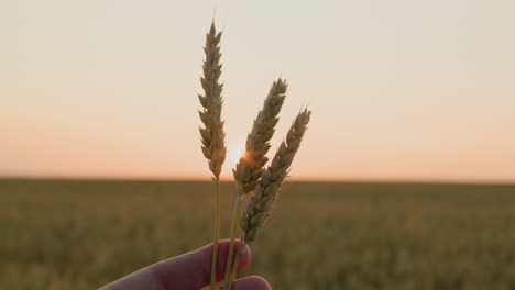 several ripe ears of wheat in the farmer's hand. first-person view