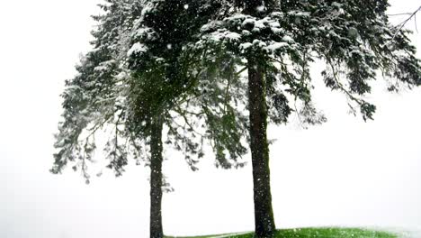 trees covered in snow during winter