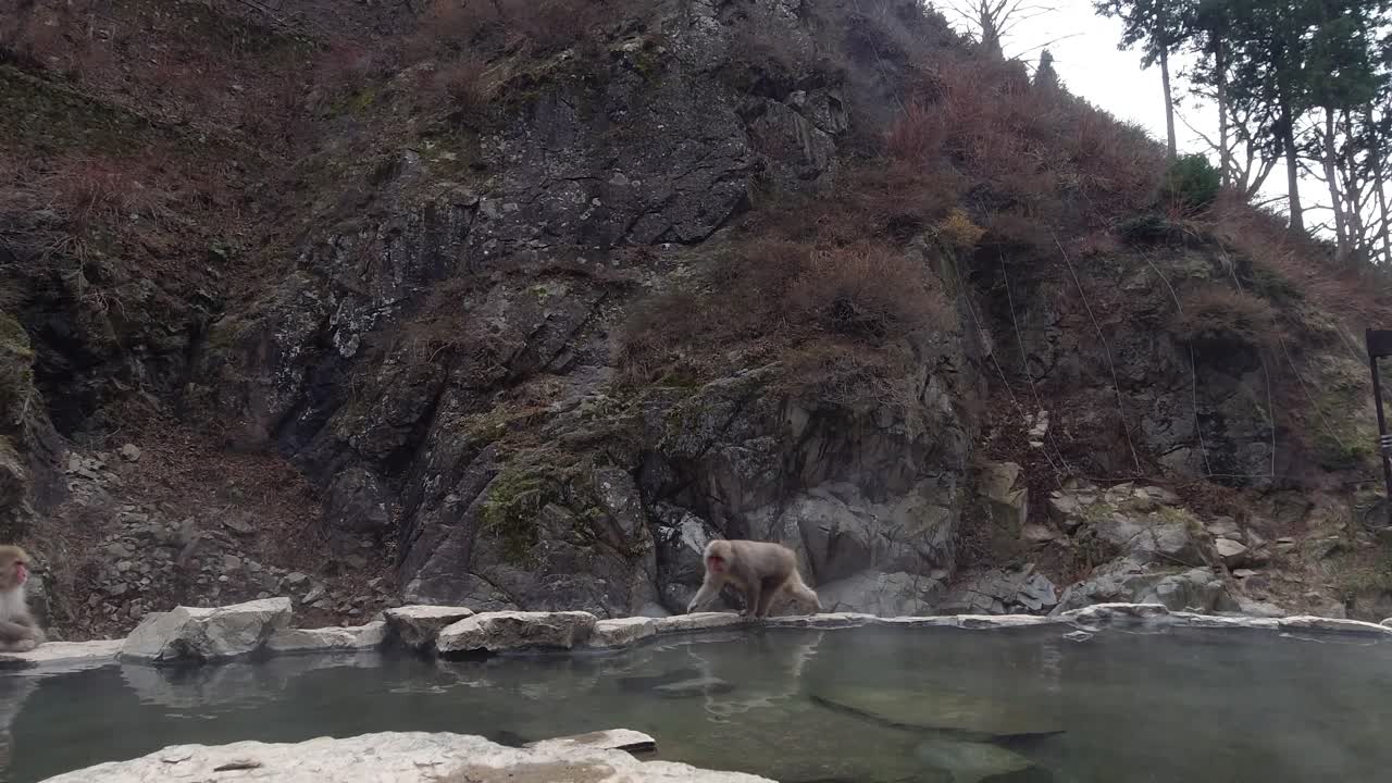 A beautiful furry Japanese Macaque monkey jumping from one rock to another, passing the camera in Nagano, Japan - Wide shot