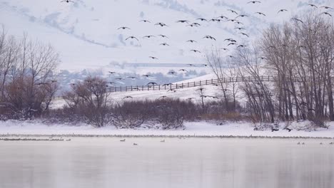 flock of canada geese swimming in misty lake