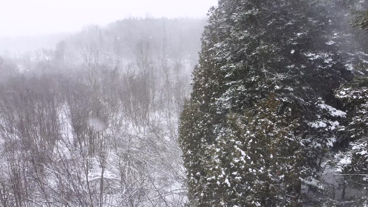 Heavy snow winter cold weather over evergreen spruce tree pine forest Canada drone aerial
