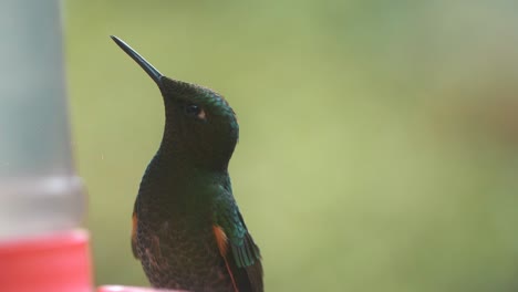 close-up of a hummingbird next to a feeder, cocora valley, colombia