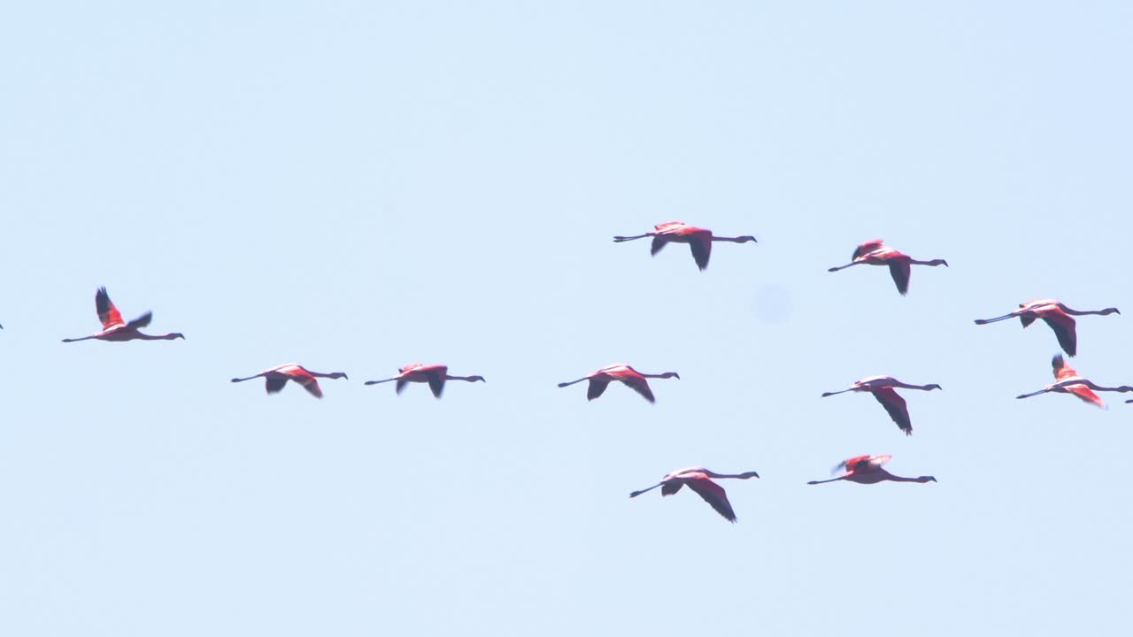 칠레의 플라밍고가 푸에르토 마드린의 은 파란 하늘을 향해 한 무리로 날아다니는 것을 따라