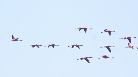 following a flock if chilean flamingoes flying in a formation against the clear blue sky at puerto madryn