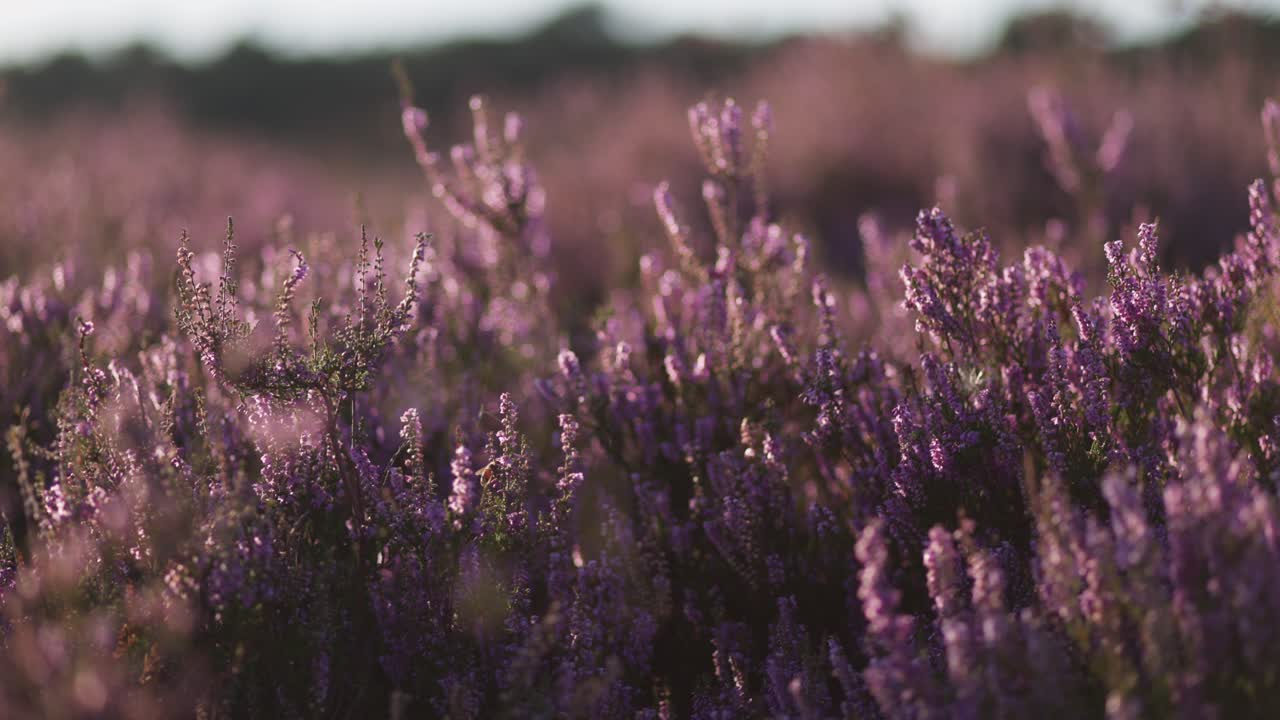 Beautiful Cineamtic Tracking Shot if Calluna vulgaris in Bloom, Slow Motion Shallow Depth of Field
