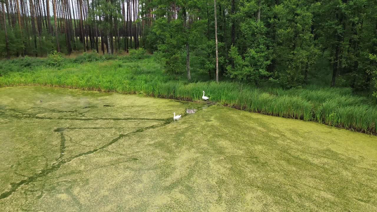 위에서 조용한 호수의 조용한 시야를 감상하십시오. 우아한 백조 가족이 우아하게 물을 항해하며, 이 매혹적인 항공 스 영상에서 자연의 시대를 초월하는 우아함을 포착합니다.
