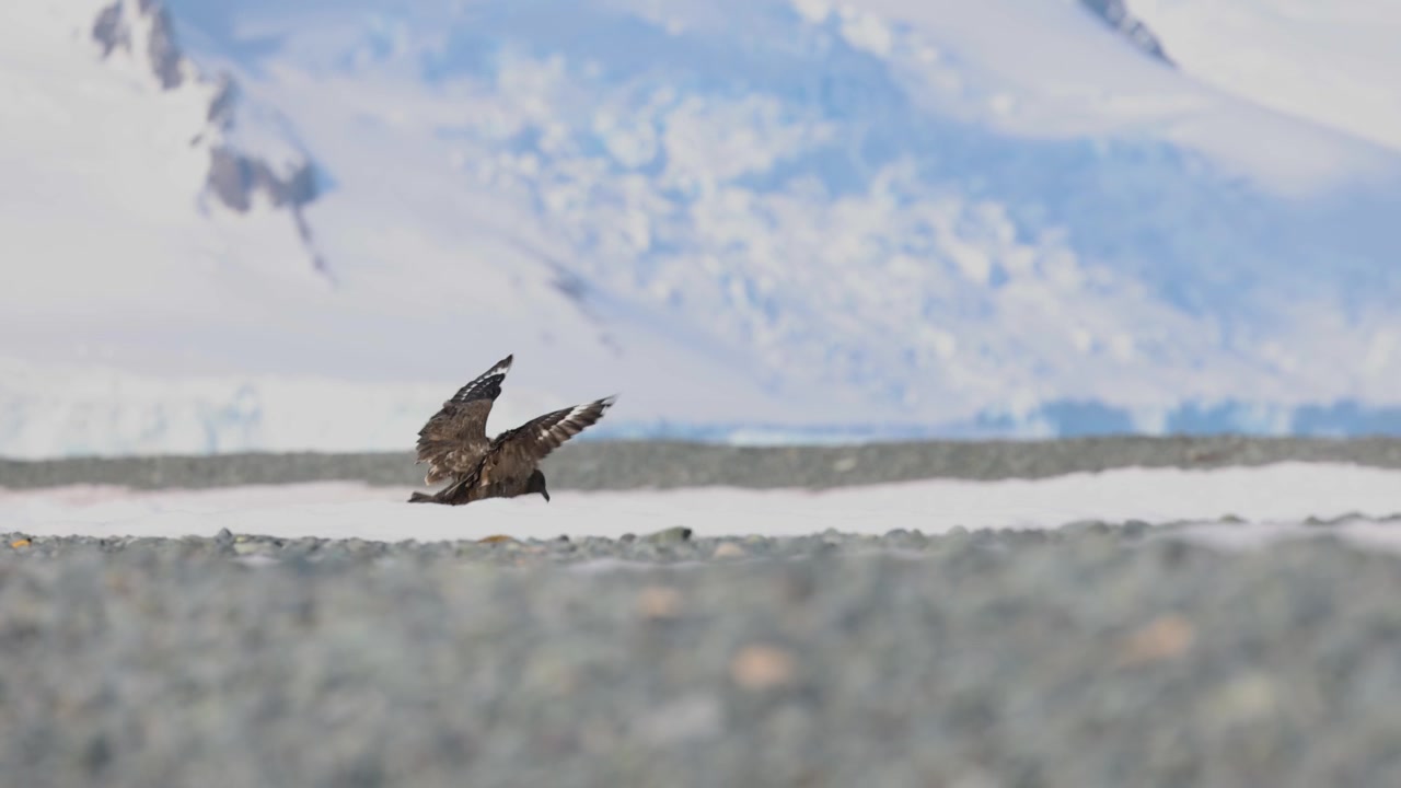 Antarctic skua (Stercorarius maccormicki) lands on frozen coastal terrain beside snowy Antarctic mountains and icy shoreline habitat during polar summer activity, slow motion wildlife shot