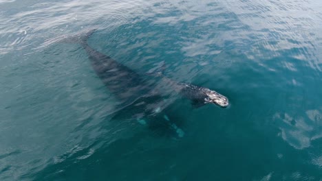 ballena bebé rompiendo la superficie tranquila para respirar un spray - toma aérea