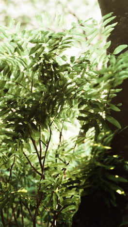 close-up of lush green leaves in a forest