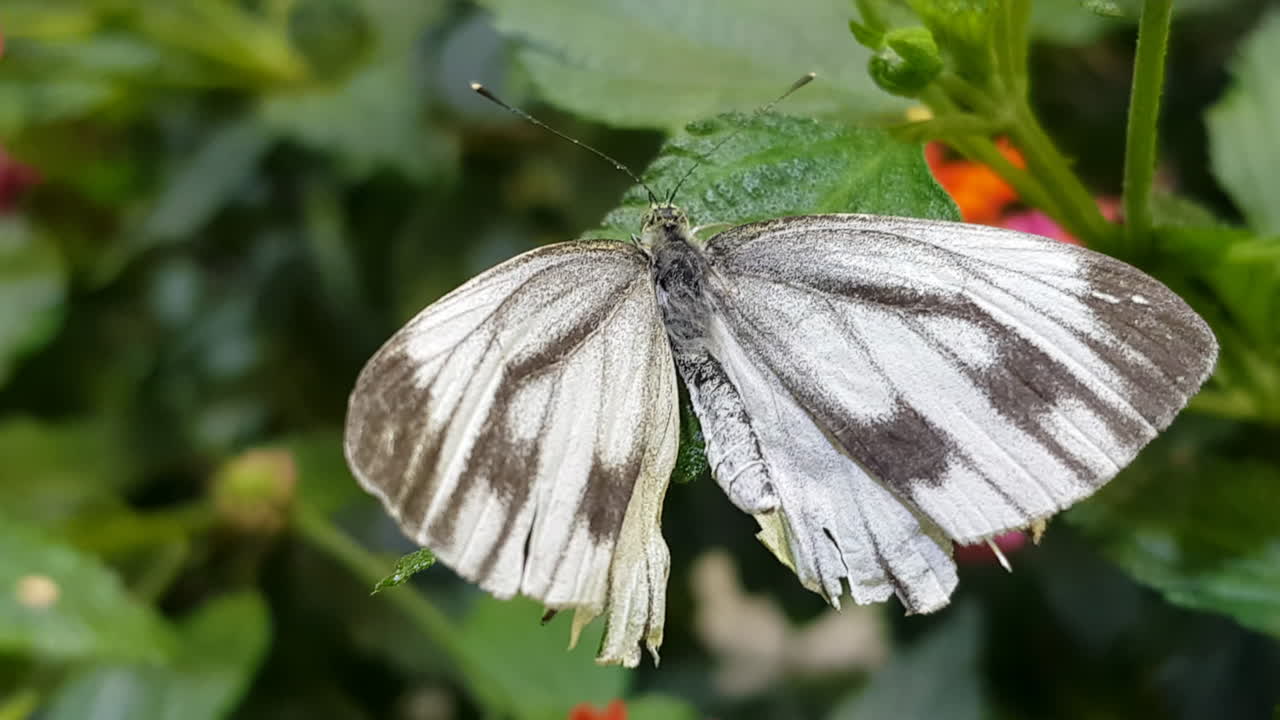 Primo piano di farfalla bianca con venature verdi posata su una foglia.