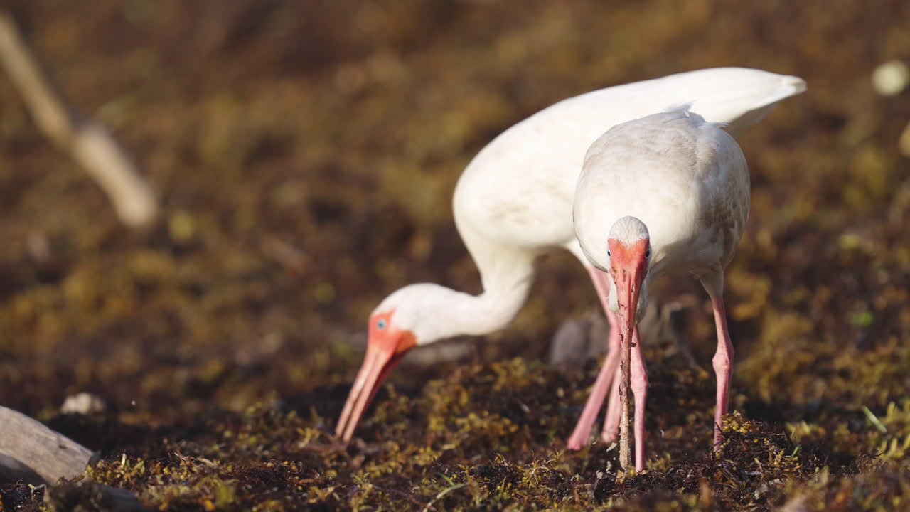 White Ibis Pair Feeding on Worms in Beach Seaweed 4