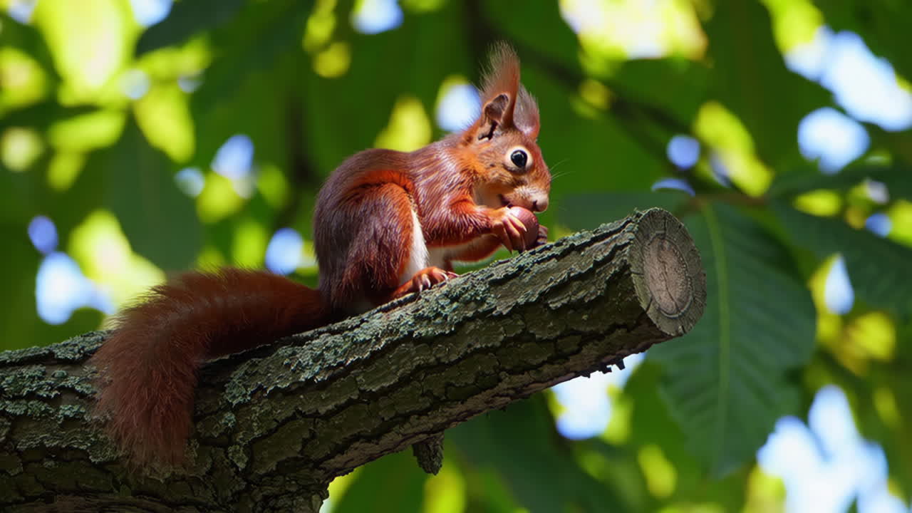 Red Squirrel Eating Nut on a Branch