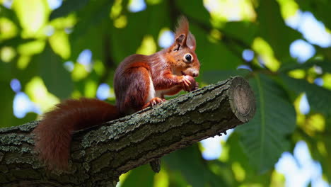 red squirrel eating nut on a branch