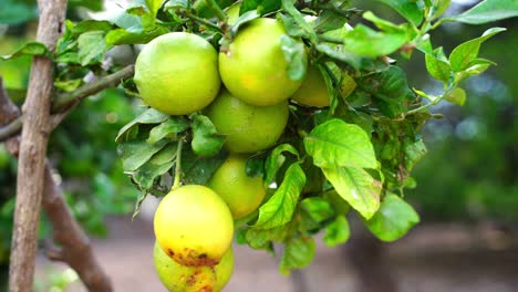 fruits on lemon tree