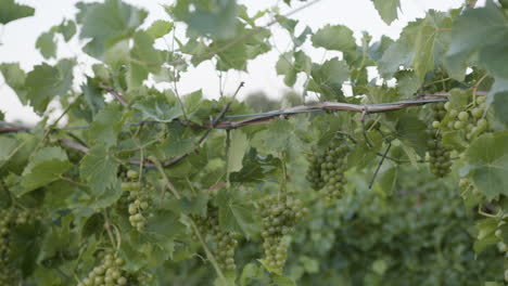 beautiful gorgeous vineyard footage with green grape clusters