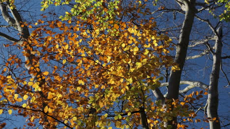 autumn colours create a blaze of colours in an ancient wood, worcestershire, england