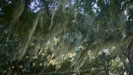 Moss-blowing-in-the-wind-in-the-trees-3