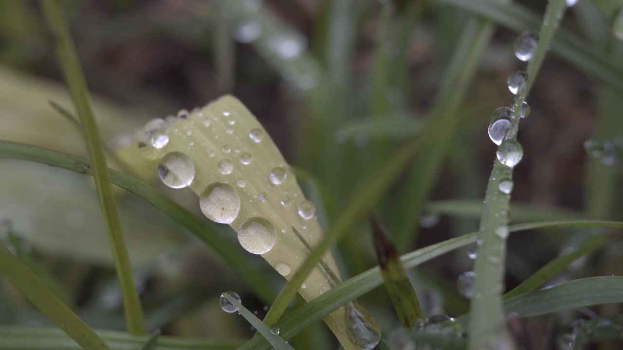 primer plano de gotas de lluvia en el césped después de una ducha