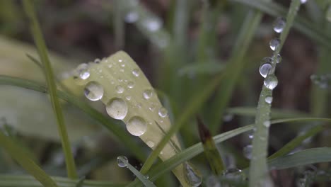 close-up of raindrops on the grass after a shower