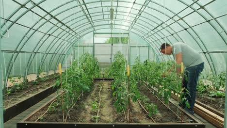 working in green environment. man taking care of plants while walking in greenhouse