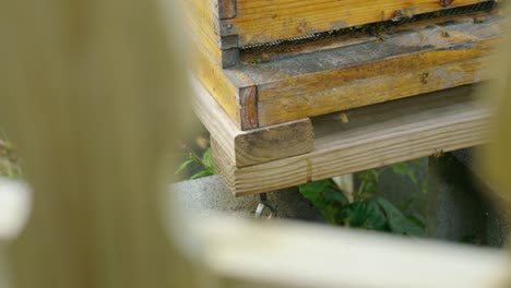 busy bees working through a pickett fence