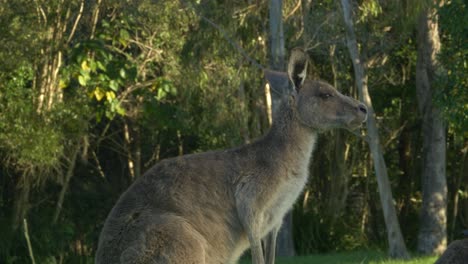 eastern grey kangaroo chewing food - close up shot