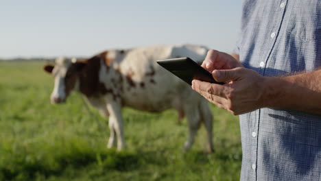 Farmers-uses-a-tablet-in-pasture-where-a-cow-grazes-4
