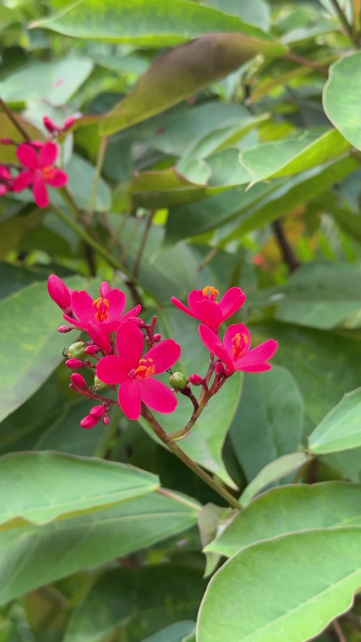 Fiori di Peregrina rosso vivace che sbocciano in un giardino