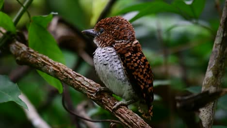 Ein-Baum-Eisvogel-Und-Einer-Der-Schönsten-Vögel-Thailands-In-Den-Tropischen-Regenwäldern