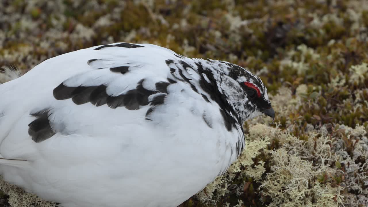 Håndholdt nærbilde av hannrype som beiter blant mose og lyng i lavt kveldslys