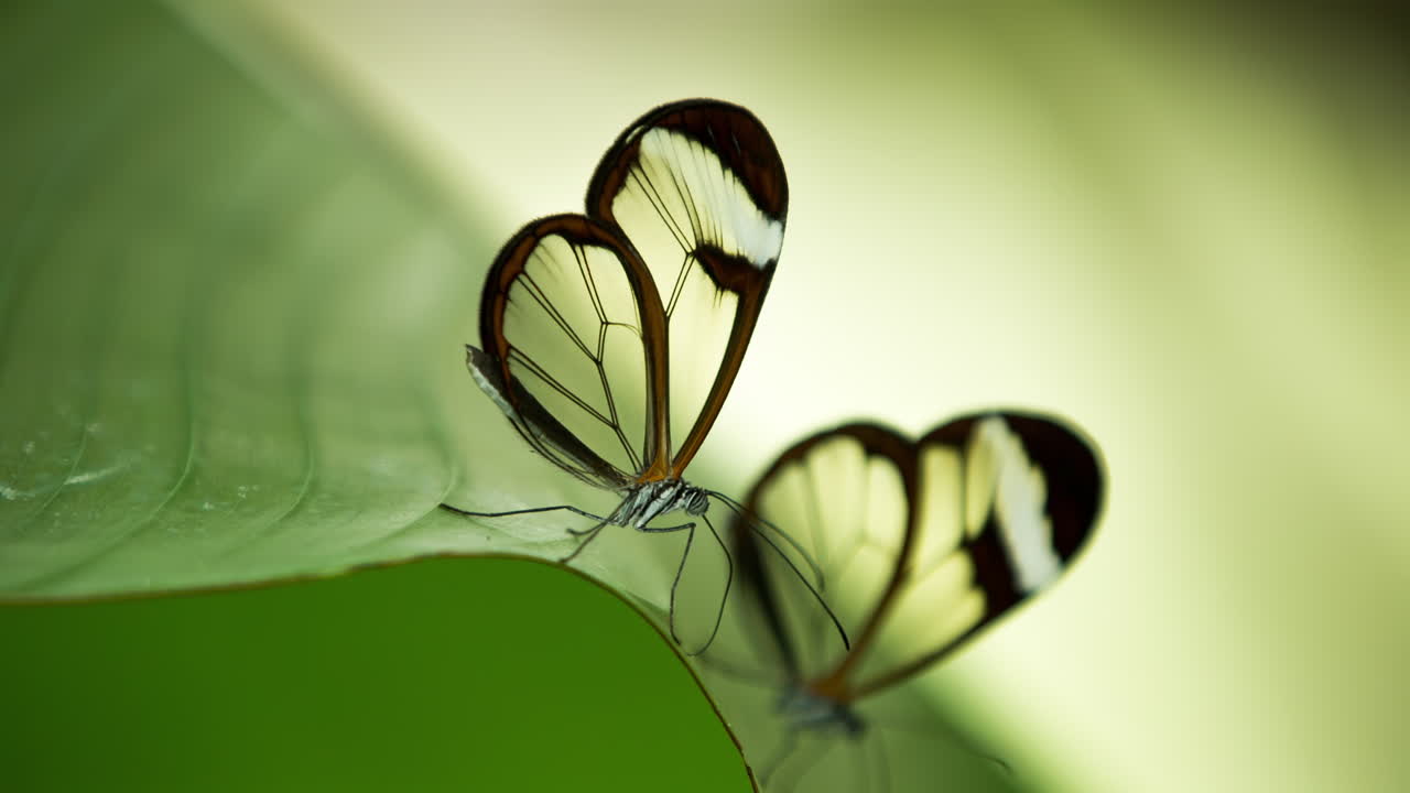 Farfalla dalle ali di vetro in un santuario naturale