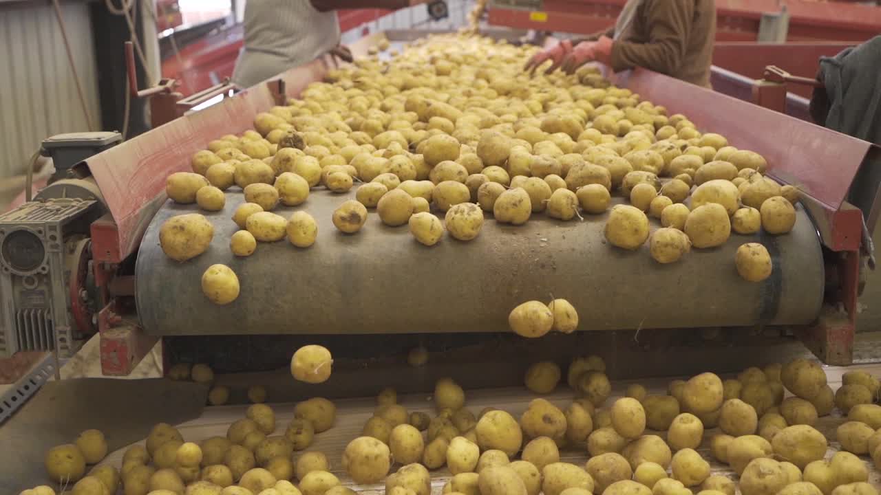 manos de trabajadores clasificando patatas en cámara lenta.