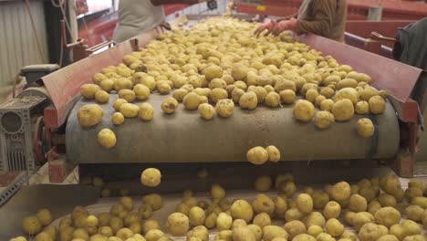 manos de trabajadores clasificando patatas en cámara lenta.