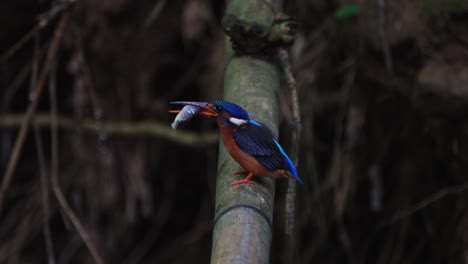 Tossing-the-fish-to-position-it-before-slamming-on-the-bamboo-so-it-breaks-its-bones-before-swallowing-head-first