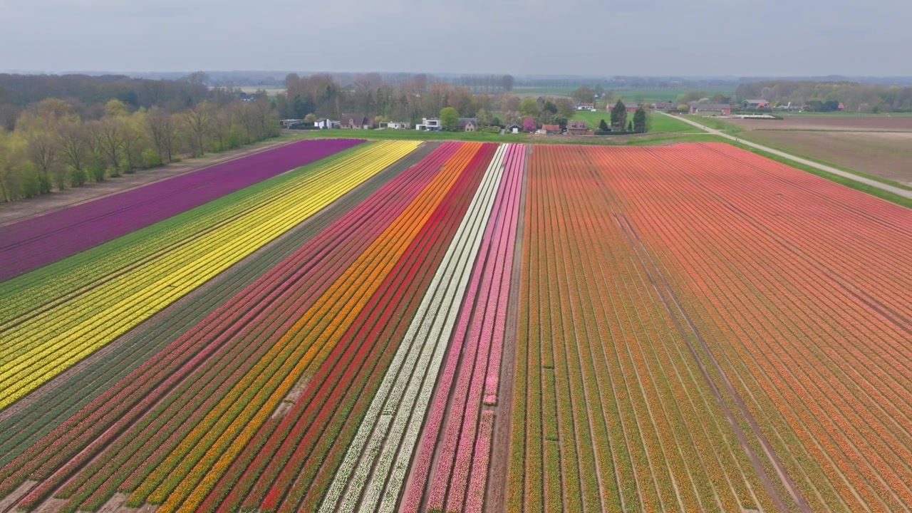 Ripresa aerea laterale di un campo di tulipani in piena fioritura