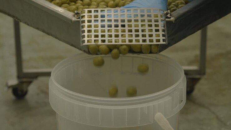 Selected Italian olives placed in the bucket after harvesting and washing