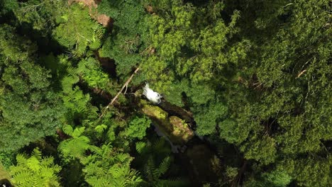 el dosel de los árboles revela el río en cascada en el bosque tropical en el parque das frechas, isla terceira, azores portugal