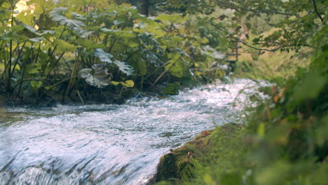 Nahaufnahme-Eines-Kleinen-Wasserlaufs-Mit-Schönen-Grünen-Pflanzen-An-Der-Seite