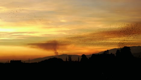 Große-Herde-Von-Staren-Im-Murmeln-Bei-Sonnenuntergang-Im-Orangefarbenen-Himmel