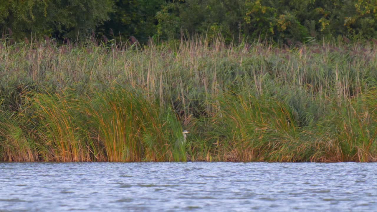 garza gris rodeada de cañas en una puesta de sol con agua en frente en un día nublado