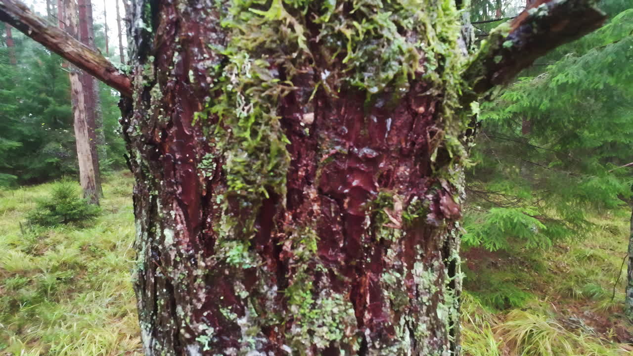 una vista rústica tranquila de un tronco de árbol goteando agua de lluvia en el medio de un bosque