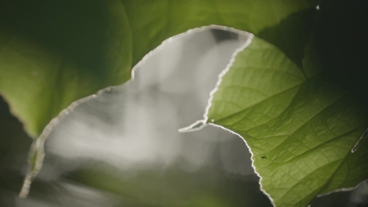 Una foglia verde illuminata dal sole riempie l'inquadratura con uno sfondo bokeh delicato in un giardino di Brisbane.