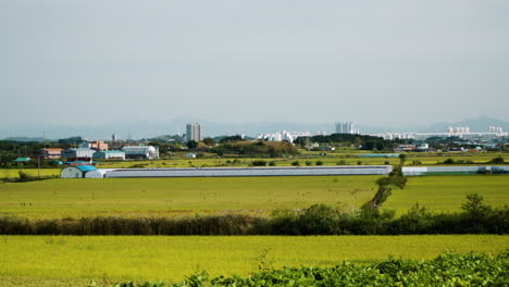 Paisaje-De-Campos-De-Arroz-Con-Cultivos-Dorados-Durante-El-Día-En-Gunsan,-Provincia-De-Jeolla-Del-Norte,-Corea-Del-Sur.