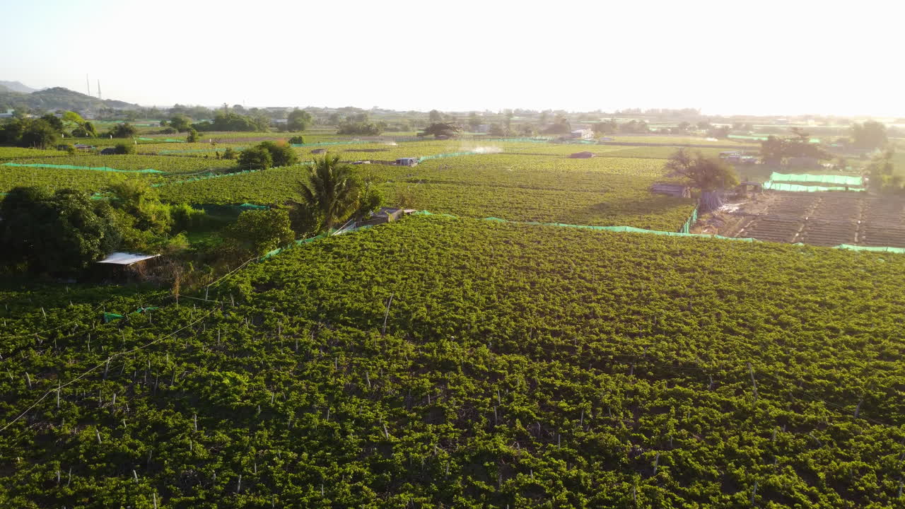 Vast Green Grape Farm And Vineyards In Thai An - aerial shot