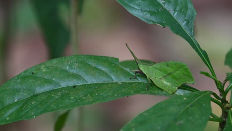 Descansando-Sobre-Una-Hoja-Mientras-Se-Mueve-Fingiendo-Ser-Parte-De-La-Planta-En-La-Que-También-Está-Comiendo,-Saltamontes-De-Hoja-Systella-Rafflesii,-Tailandia