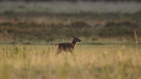 fawn in a meadow