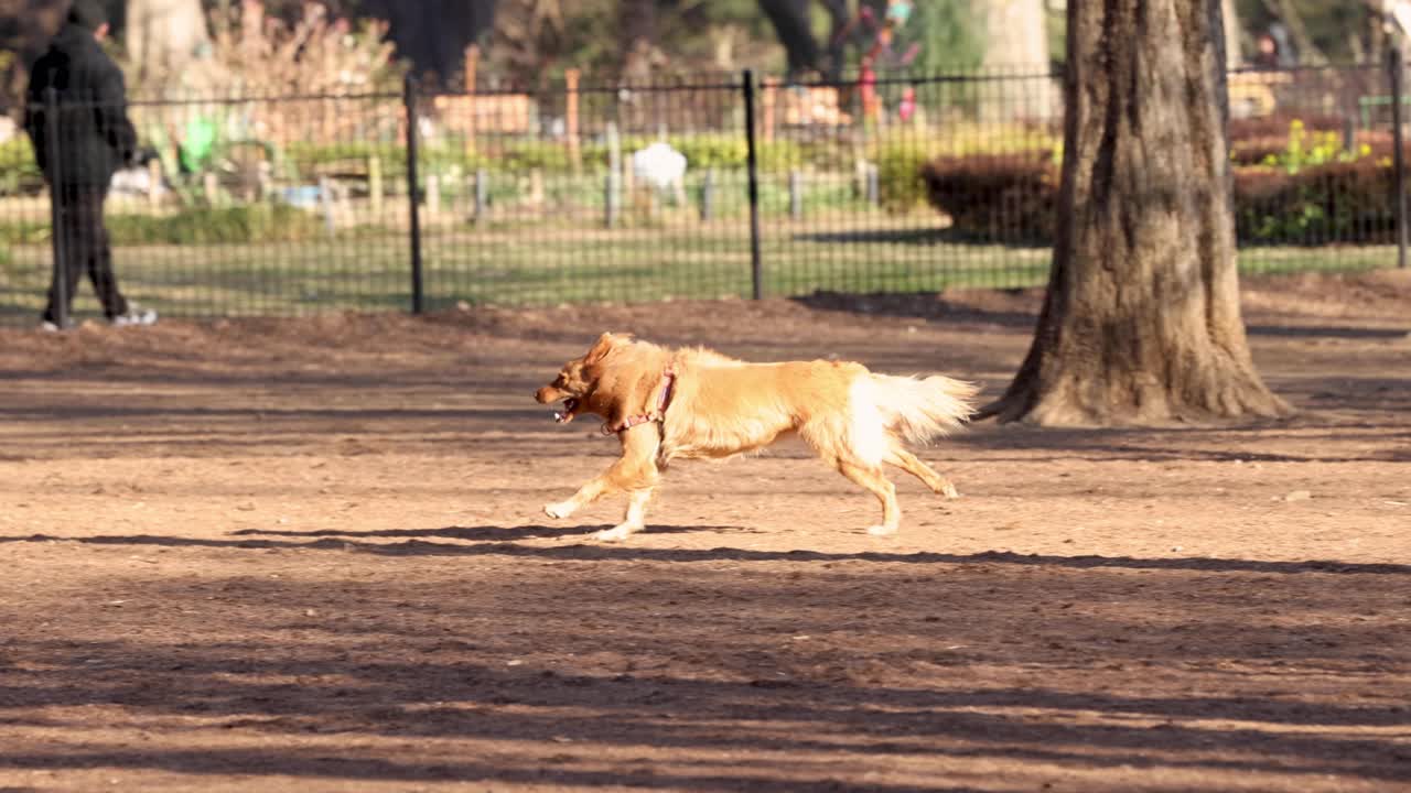 Golden retriever playing fetch in a sunny park