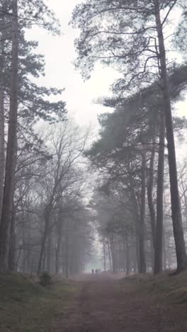 camino de bosque brumoso con excursionistas