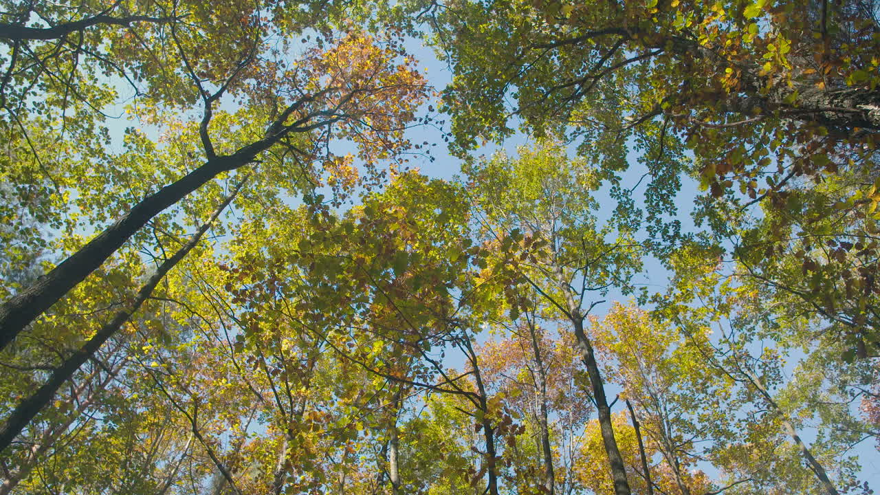 Deep Green Forest Green Woods 2