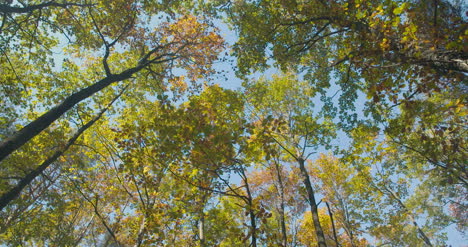 bosque verde profundo bosque verde 2